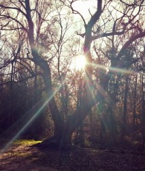 3rd December .... Evalyn's Tree